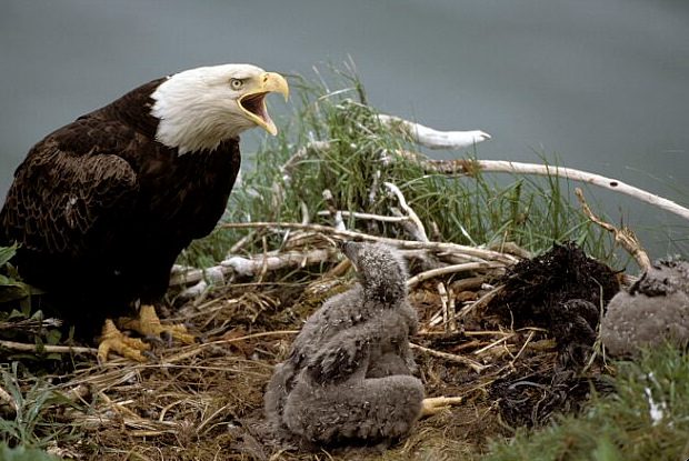 eagle.jpg